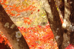 那須塩原　紅葉　森林の駅より