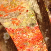 那須塩原　紅葉　森林の駅より