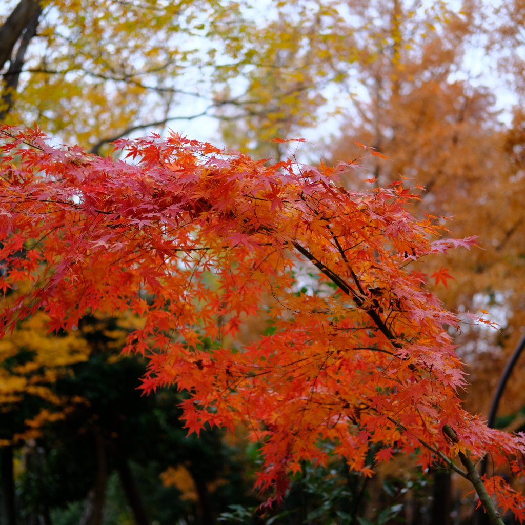 紅葉