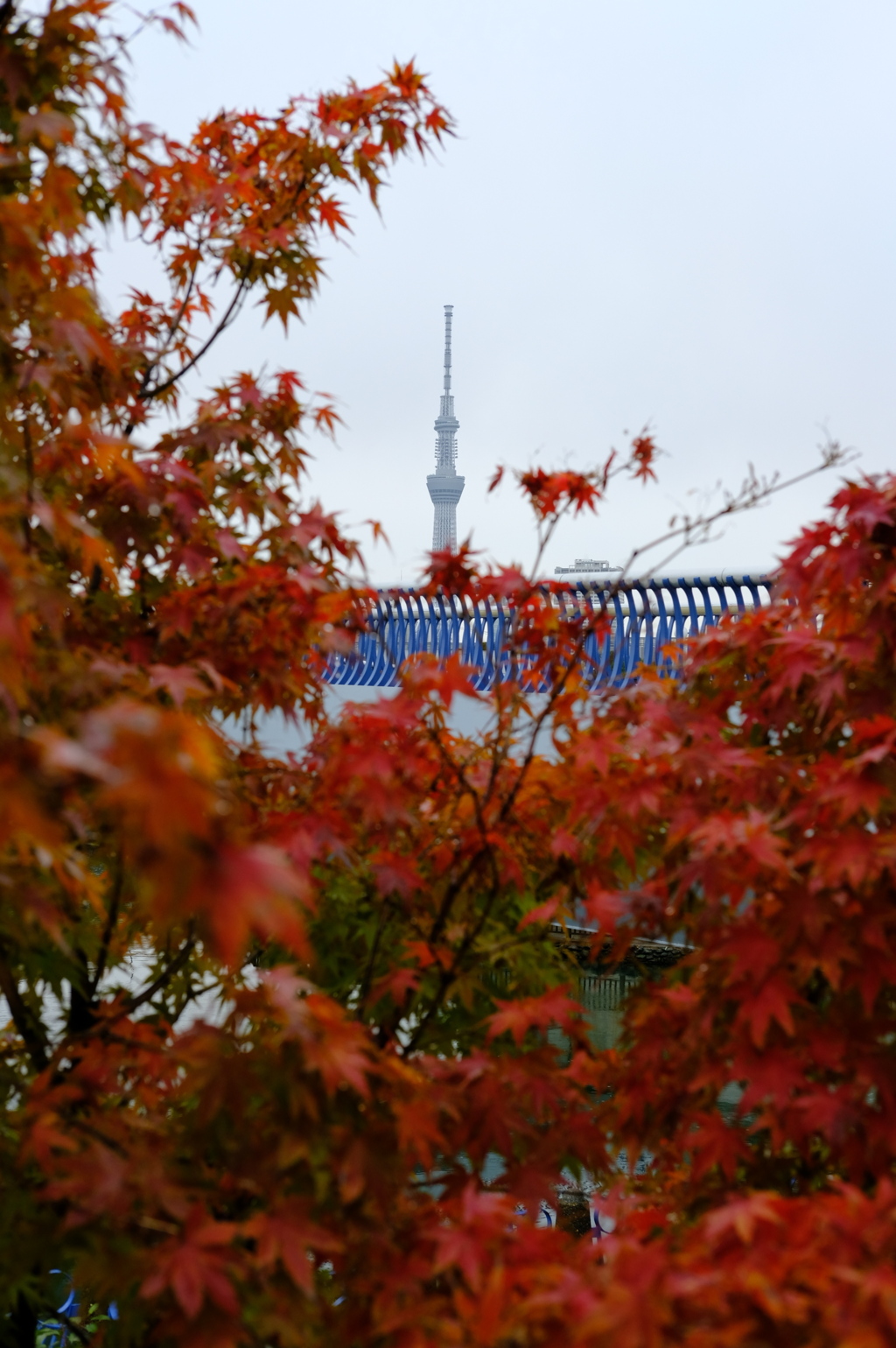 スカイツリーと紅葉