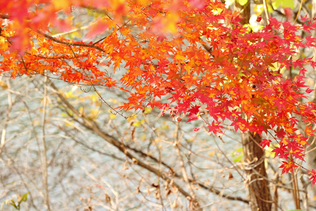那須塩原　紅葉　森林の駅より