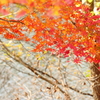 那須塩原　紅葉　森林の駅より