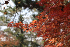 紅葉　葛西臨海公園