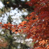 紅葉　葛西臨海公園