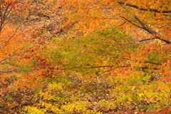 日塩もみじラインから紅葉