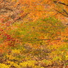 日塩もみじラインから紅葉