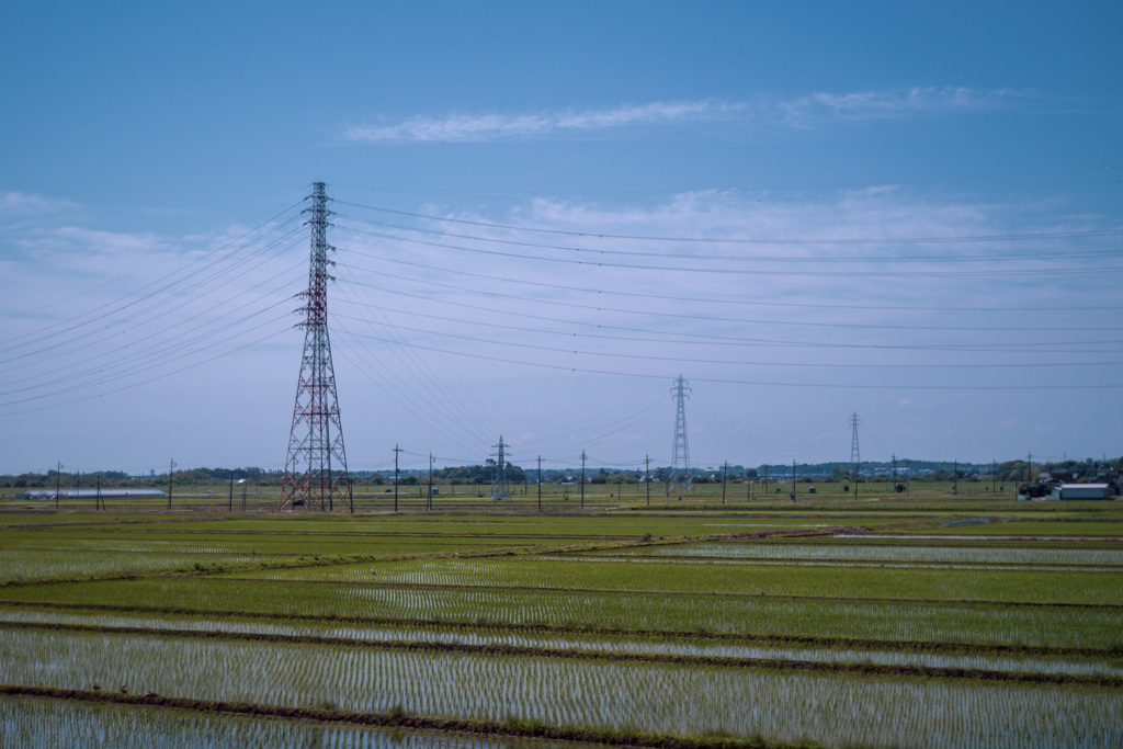 風景　田んぼ