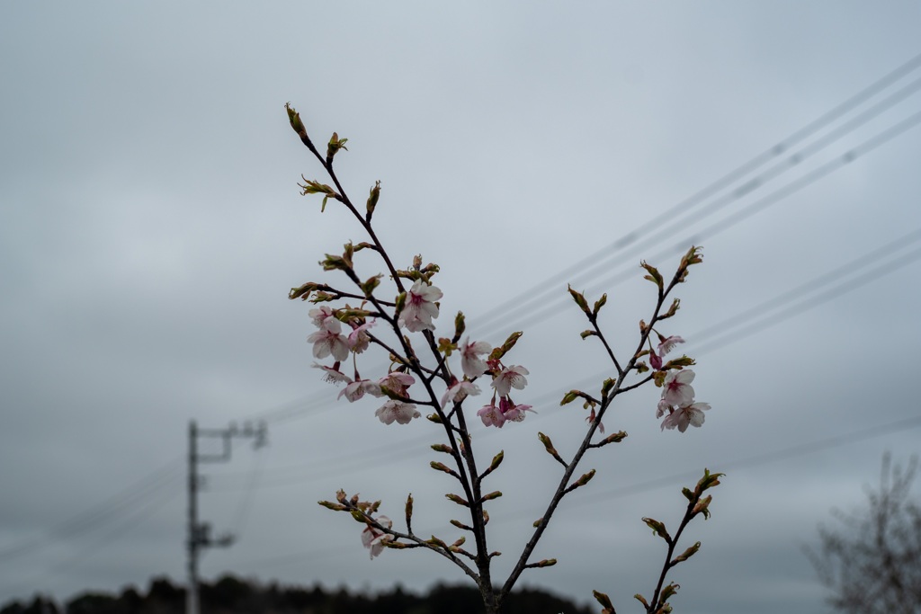 若い河津桜
