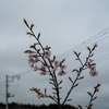 若い河津桜