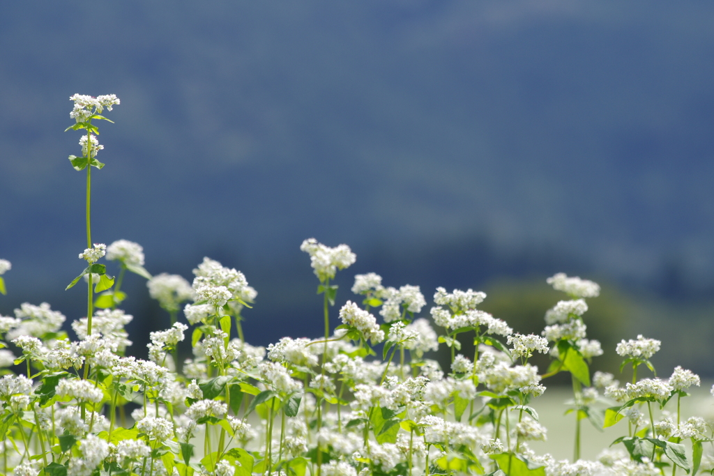そばの花の背比べ