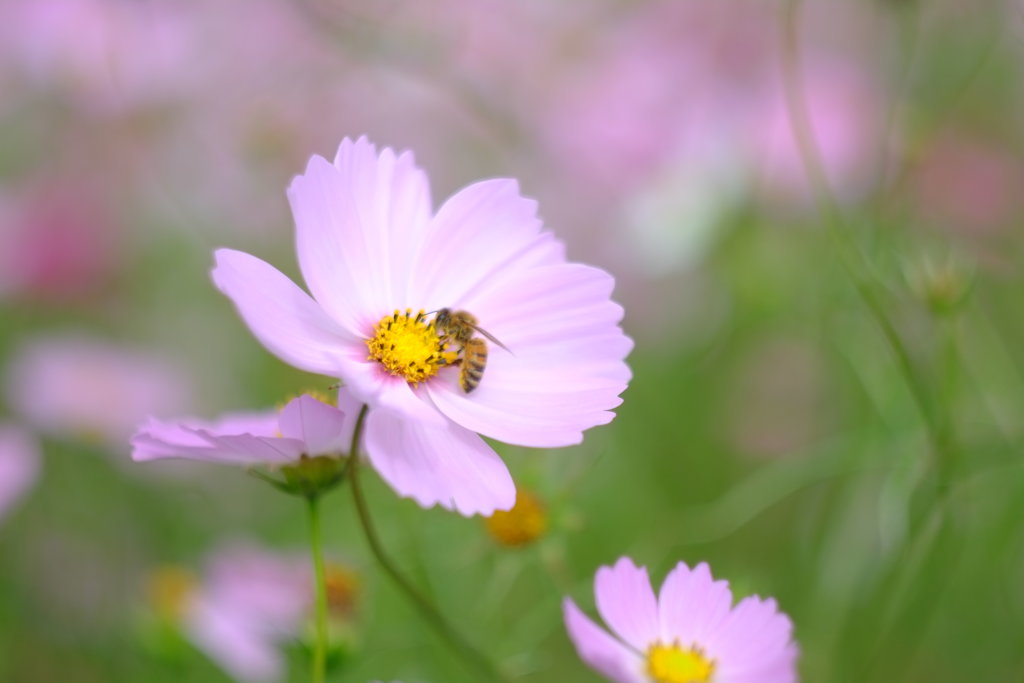 秋桜と蜜蜂