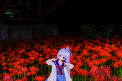 ヨルノ巾着田