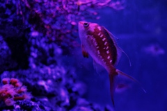 魚