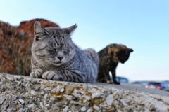 まったり
