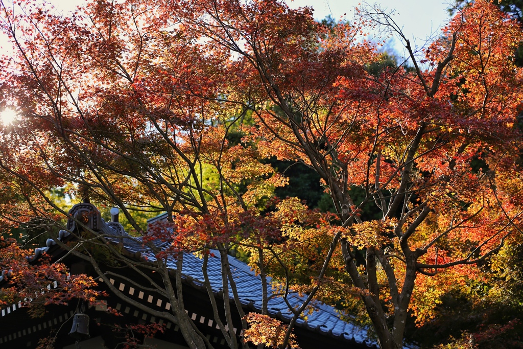 紅葉