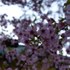 DSC00953