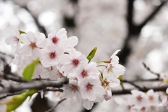 桜