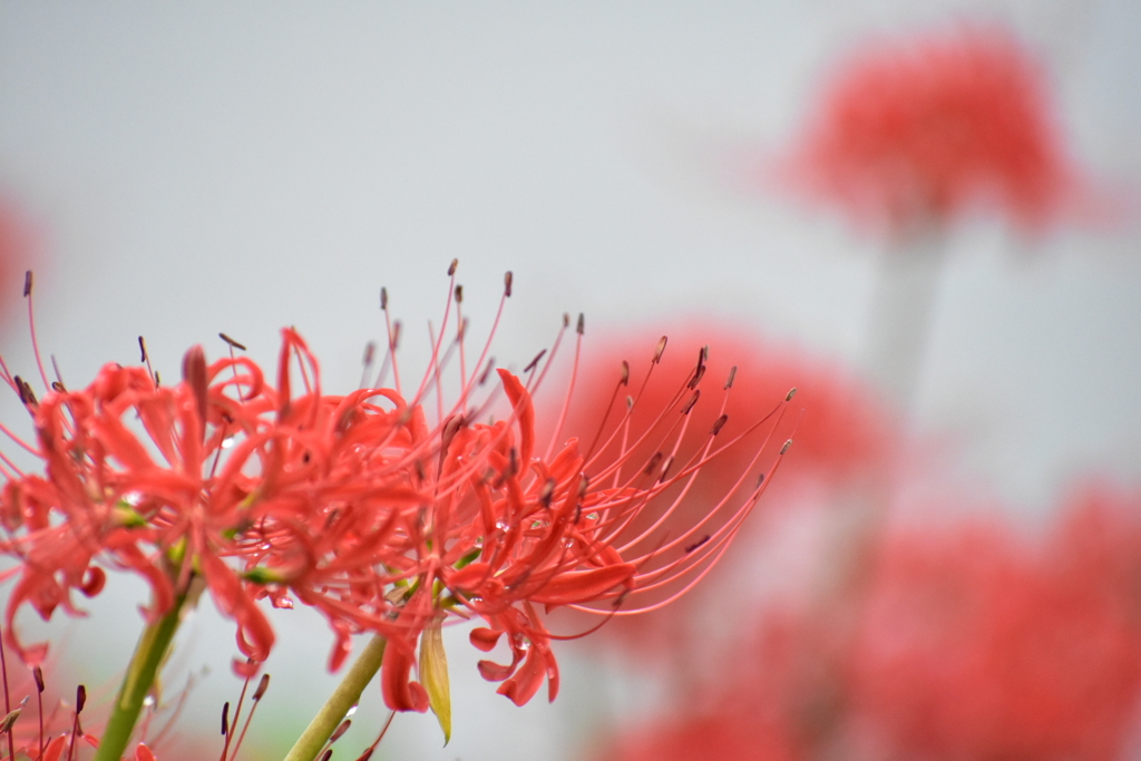 彼岸花