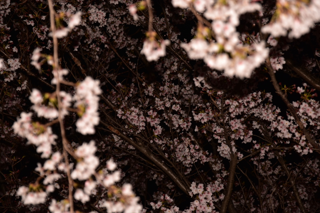 夜桜