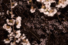 夜桜