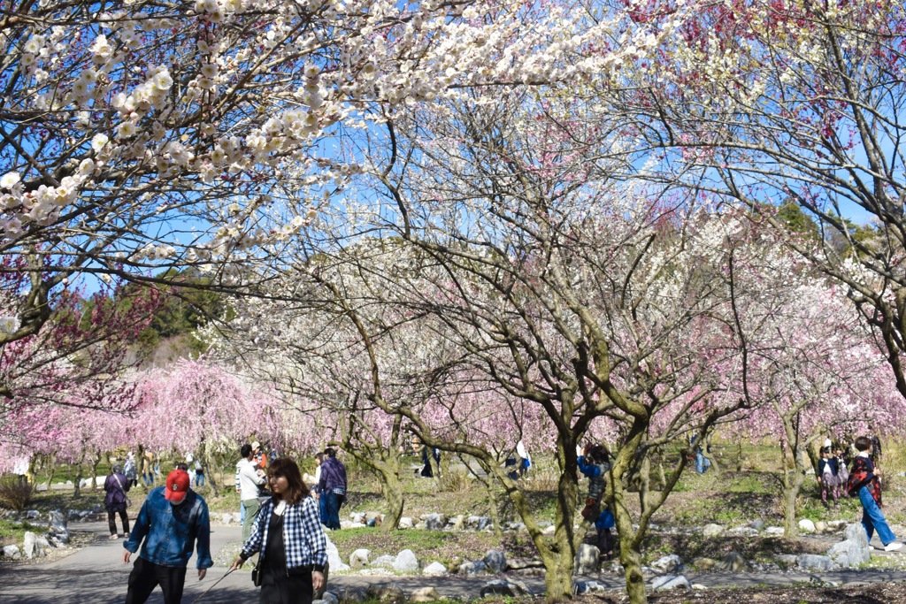 いなべ梅林公園 2018