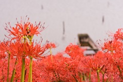 津屋川の彼岸花