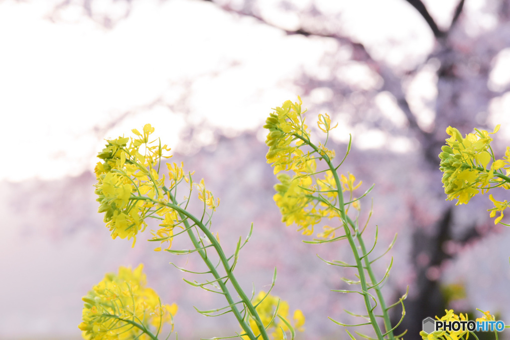 菜の花