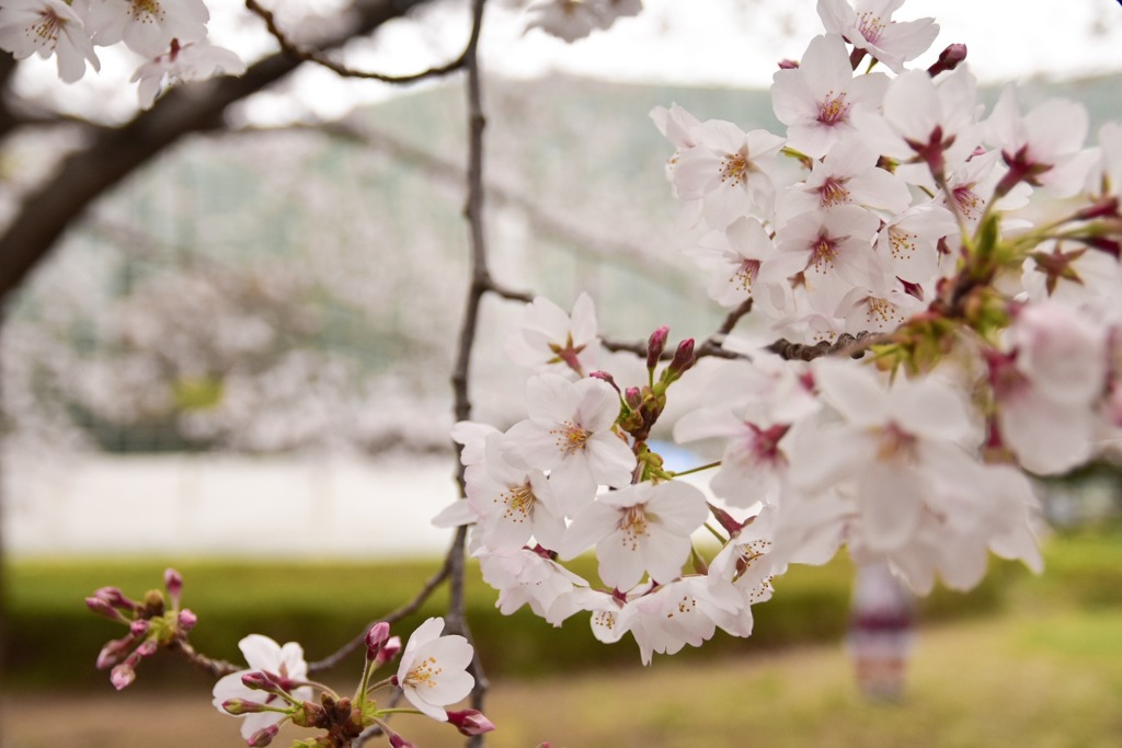 桜 新国立美術館
