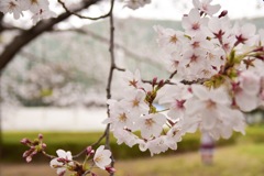 桜 新国立美術館