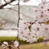 桜 新国立美術館