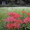 彼岸花とそば畑