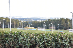 伊勢茶畑