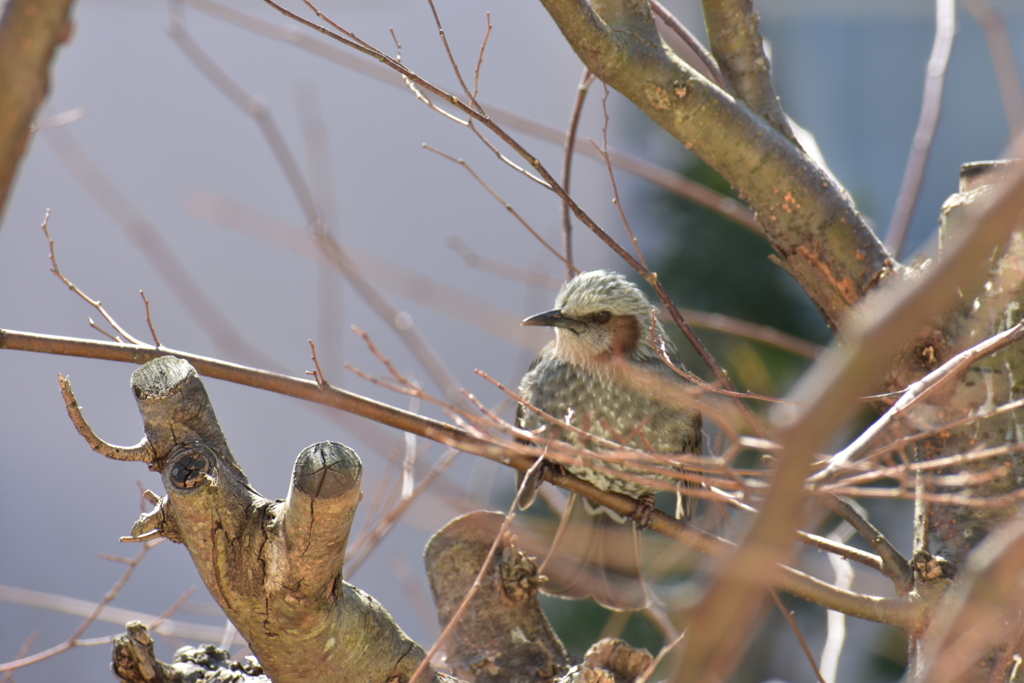 鳥ちゃん