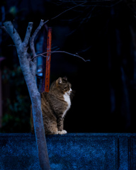 猫だと思います