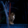 猫だと思います