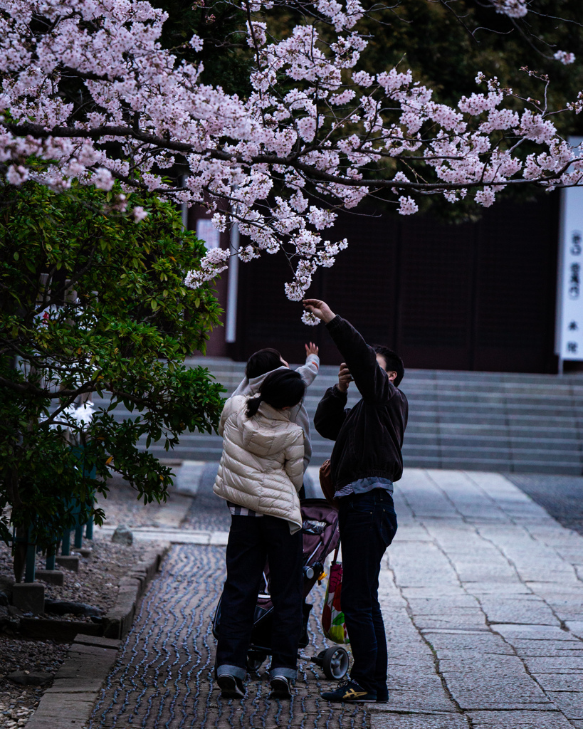 令和桜