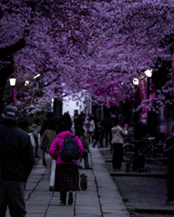 桜と、桜を意識しまくった人