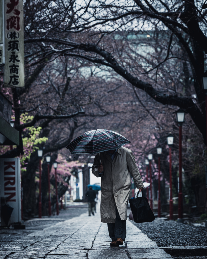 渋桜傘