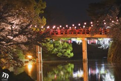 岡崎城 夜桜