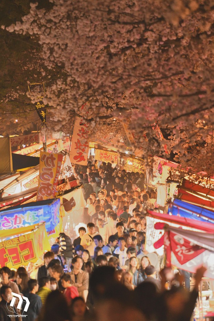 岡崎城 夜桜