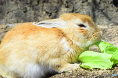大久野島のウサギたち4