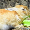 大久野島のウサギたち4