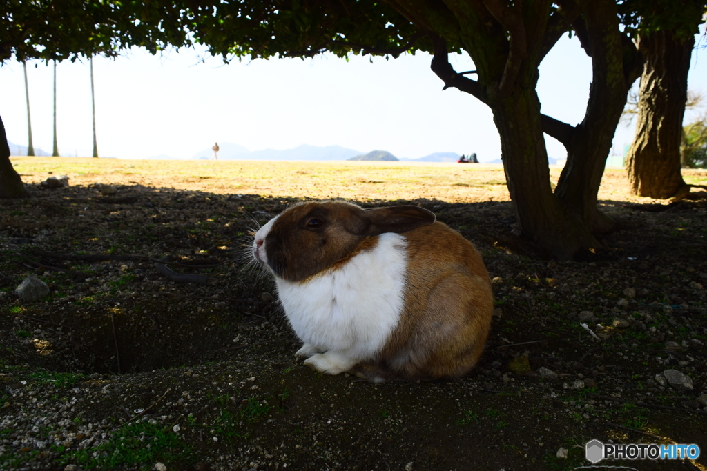 大久野島のウサギたち8