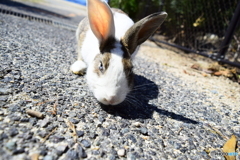 大久野島のウサギたち5
