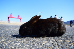 大久野島のウサギたち2