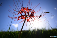 秋晴れの彼岸花