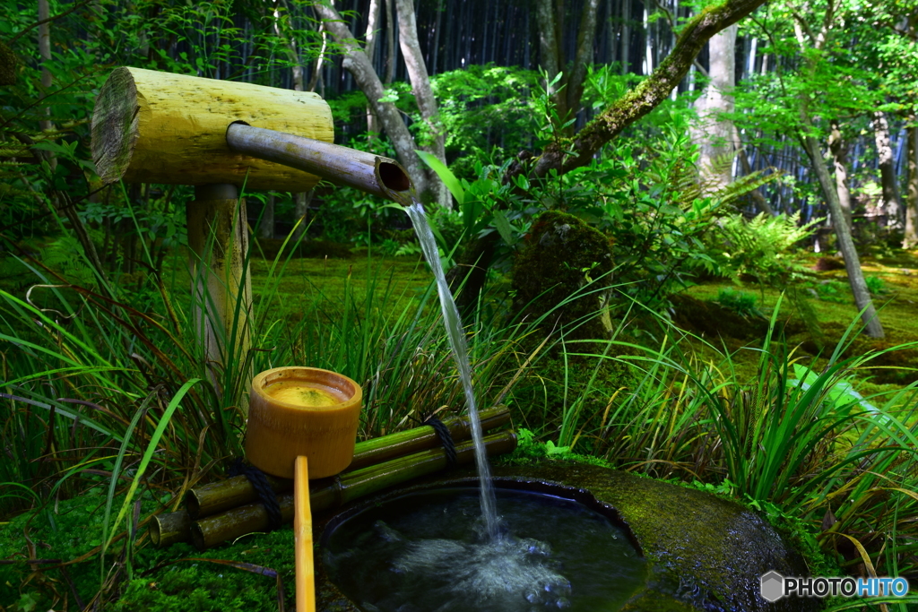 祇王寺の緑