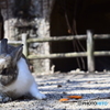 大久野島のウサギたち9