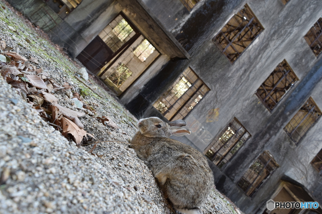 大久野島のウサギたち