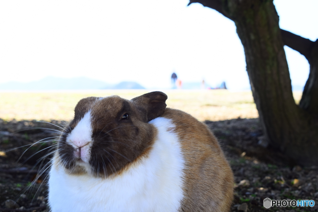大久野島のウサギたち7